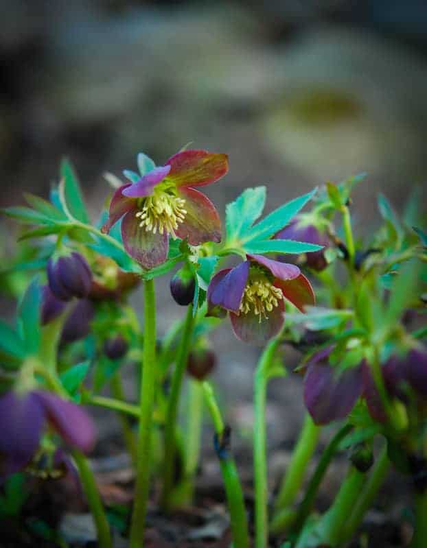 Close-up of a cluster of purple and green hellebore flowers in bloom, with slender stems and delicate yellow stamens. The background is out of focus, showcasing an earthy, natural setting reminiscent of a Boston Garden Center.