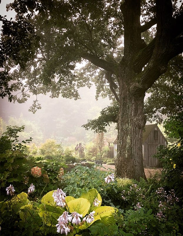 A serene garden scene with a large, old tree in the foreground. Lush green foliage and blooming flowers surround the area, reminiscent of the tranquility found at a Boston Garden Center. A small wooden shed is visible in the background, partially obscured by morning mist and soft light filtering through the trees.