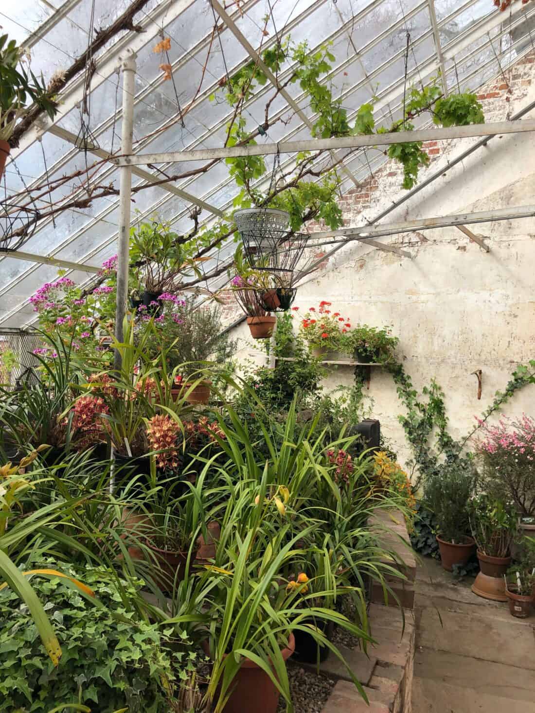 A greenhouse interior at the Boston Garden Center with a variety of potted plants and flowers. Green leafy plants and vibrant orchids fill the space, with some hanging from the ceiling. The greenhouse has a glass roof and rustic white walls, supported by beams.