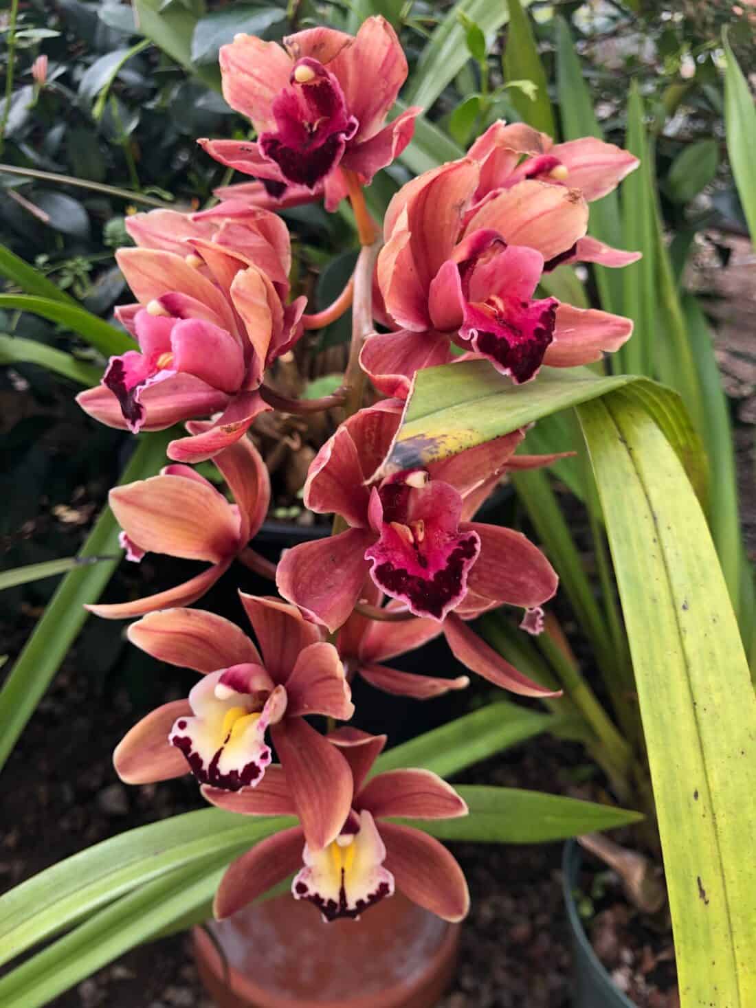 A cluster of blooming orchids displaying shades of pink, peach, and burgundy with yellow centers are surrounded by long, slender green leaves. The flowers are set against a backdrop of other leafy plants in the Boston Garden Center.