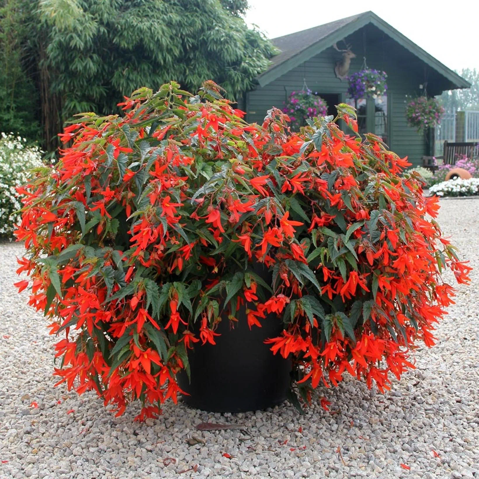 A large, lush begonia plant with vivid red flowers in a black pot, situated on a gravel surface with the New Cleome Garden and plants in the background.