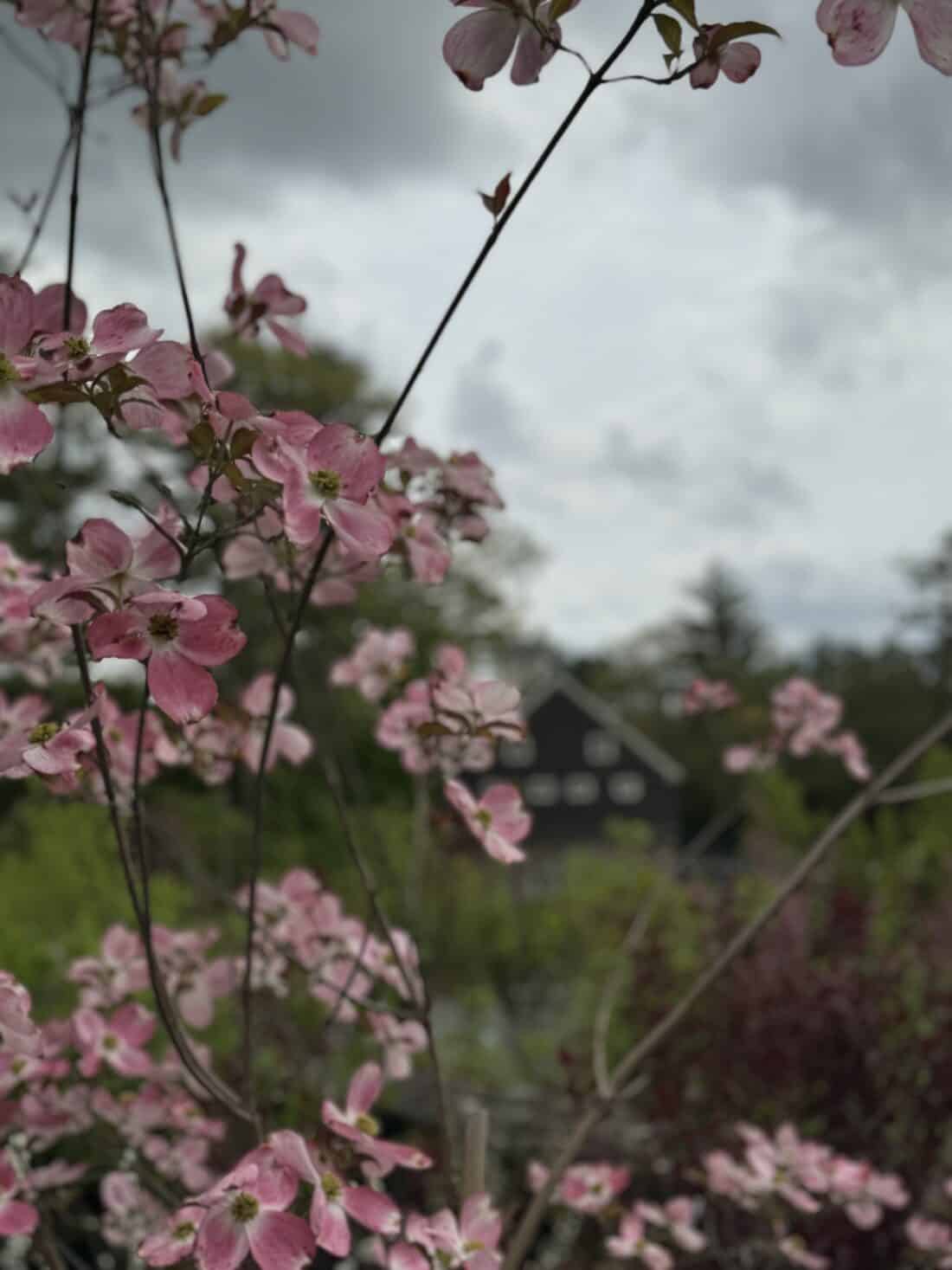 Close-up of pink blossoming branches against a backdrop of an out-of-focus dark-colored house under a cloudy sky. The flowers are prominent in the foreground, adding color to the scene, reminiscent of a charming Boston Garden Center, while the house and sky provide a muted background.