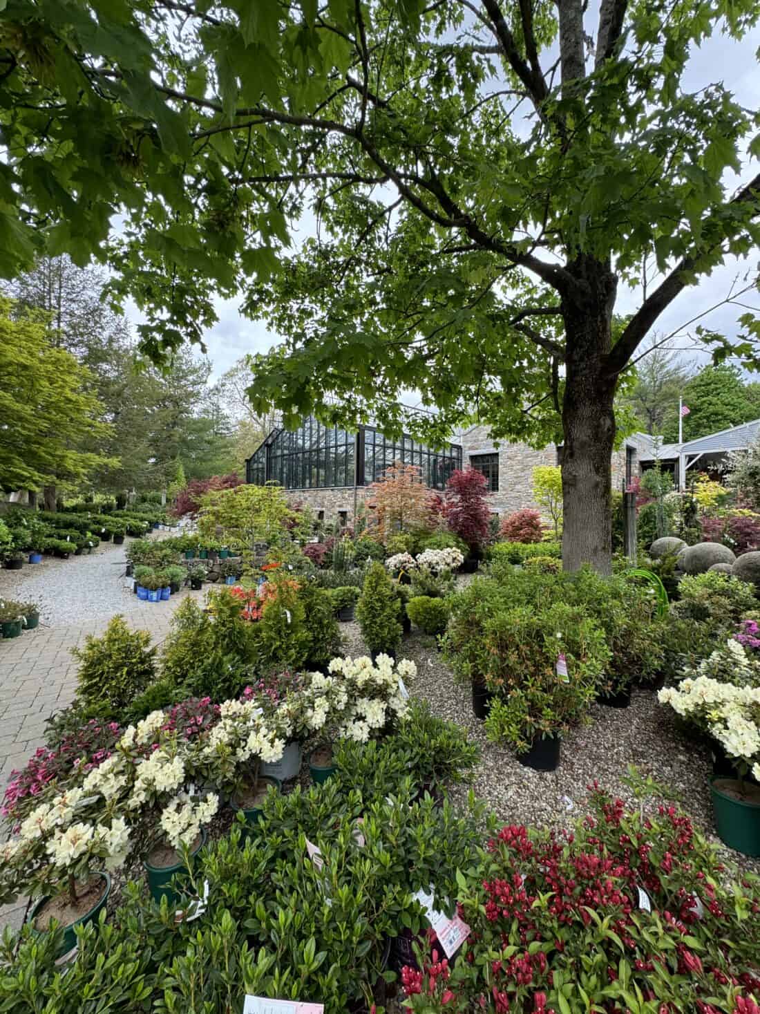 A lush Boston garden center displays a variety of potted plants and flowers, including blooming white and red azaleas. In the background, a greenhouse is partly visible among tall green trees under a cloudy sky. A gravel path winds through the vibrant display.