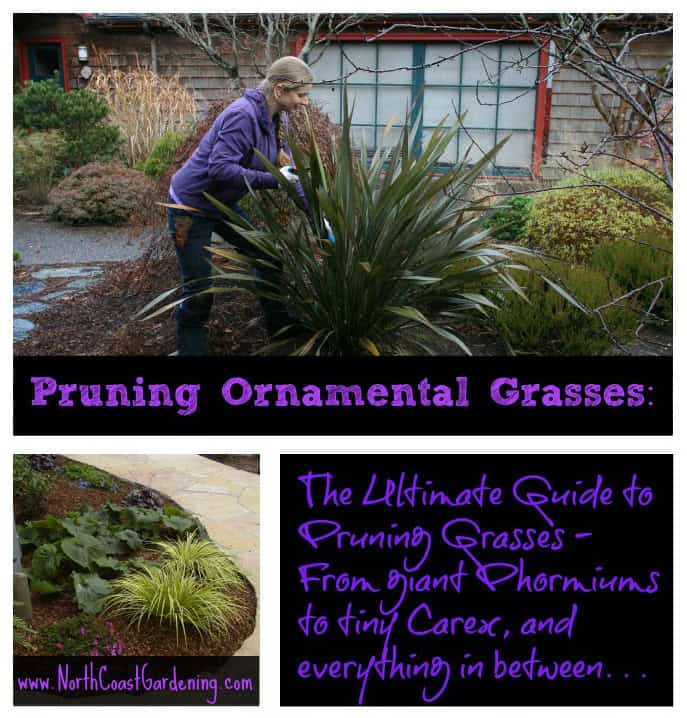 A collage featuring Genevieve Schmidt pruning grasses in a garden, with text overlays offering insights from her gardening blog, North Coast Gardening, about how to prune various sizes of grasses.