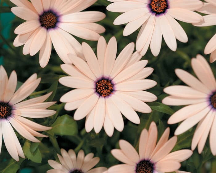 A cluster of light pink daisies with dark centers surrounded by green foliage. The petals are oval-shaped and evenly spread, creating a vibrant and serene floral display. In true garden style, white impatiens peek through the greenery, adding a touch of delicate contrast.