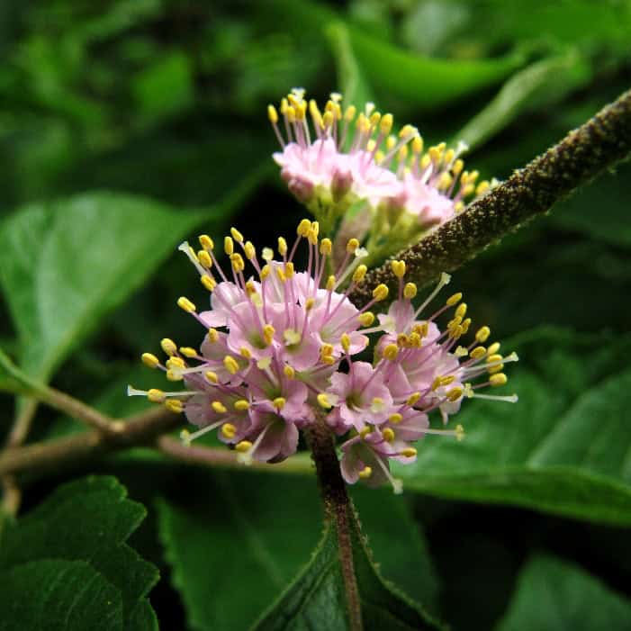 Close-up of small, spherical clusters of pink flowers with yellow-tipped stamens on a thin, brown branch. The background is filled with green leaves, typical of the Callicarpa americana, commonly known as beautyberry, found widely in Mississippi.