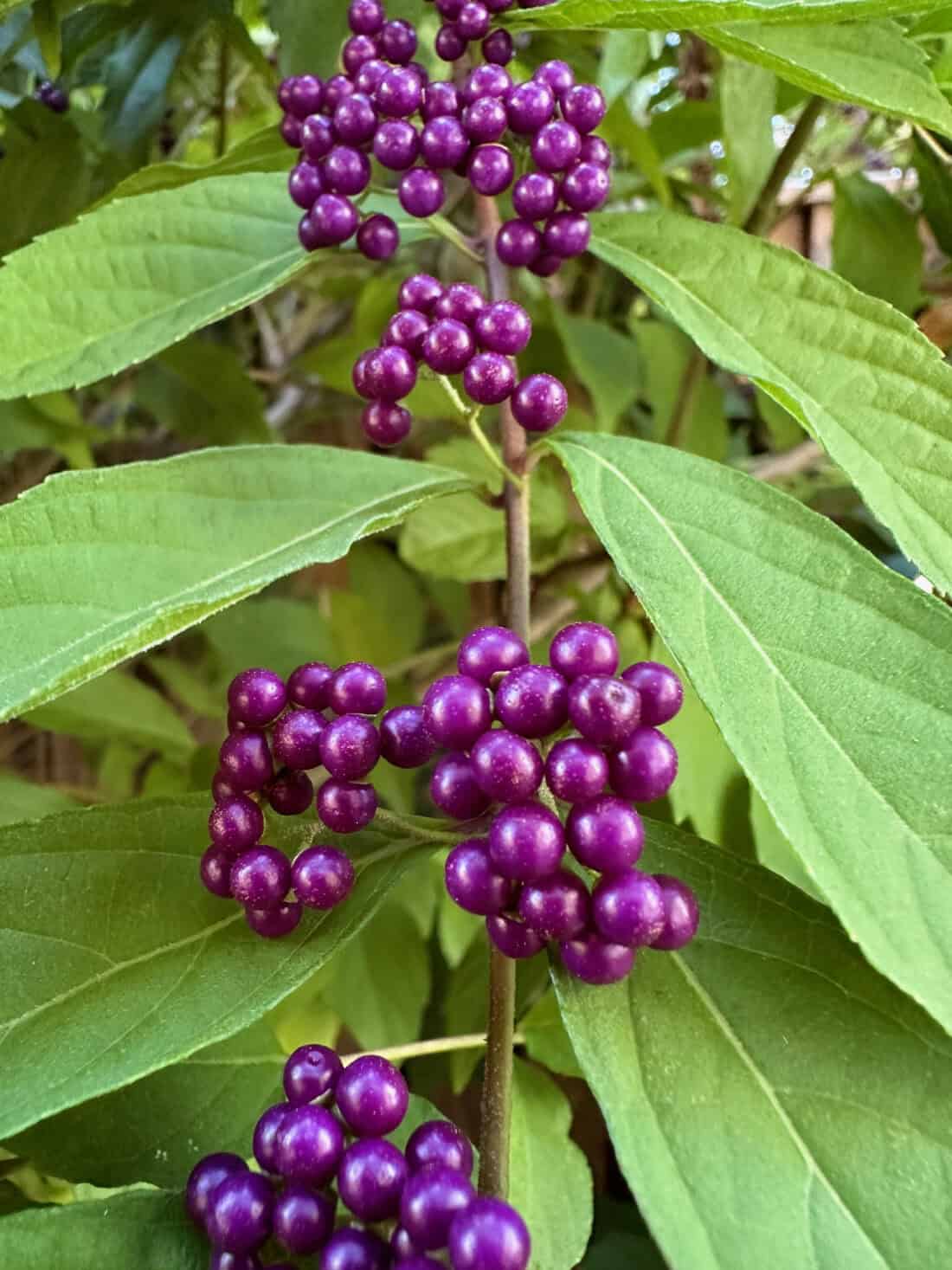 Close-up photo of a Mississippi beautyberry plant, showcasing clusters of vibrant purple berries. The berries are densely packed along the stem, surrounded by elongated green leaves with prominent veins. The background consists of more green foliage.