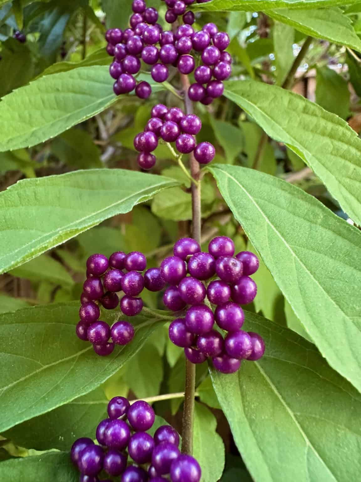 What's the Amazing Purple Berry Bush on my Driveway? Callicarpa ...