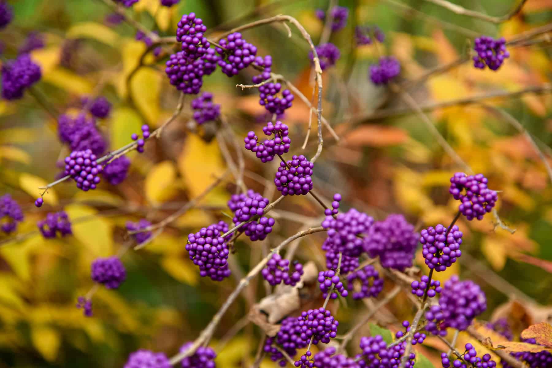 Close-up of clusters of vibrant purple Callicarpa americana, or Beautyberry, on thin, intertwined branches. The background is filled with soft-focus yellow and green foliage, creating a contrasting and colorful autumn scene reminiscent of Mississippi's picturesque landscapes.