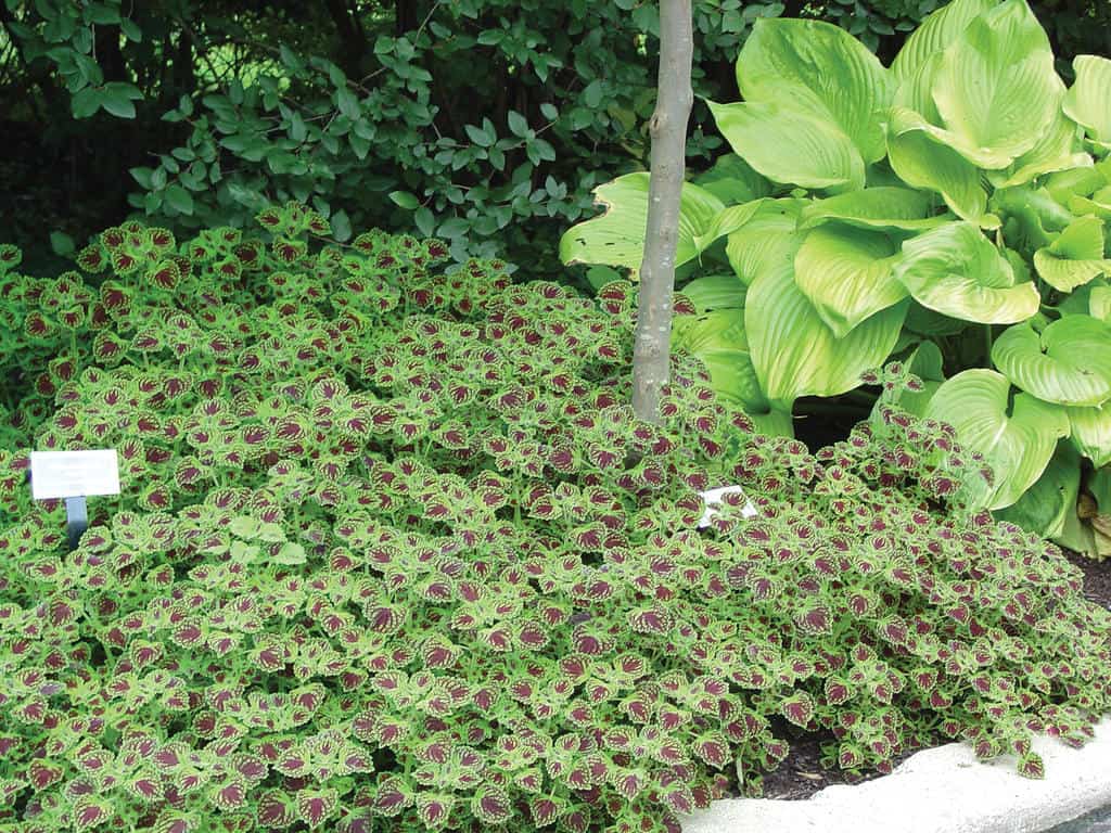 A lush garden bed featuring a dense cluster of dark burgundy and green variegated coleus plants showcases an exquisite garden style. Adjacent to the coleus is a younger tree and large leafy green plants adding contrasting textures, with clusters of white impatiens enhancing the scene. Small signs are placed among the plants.