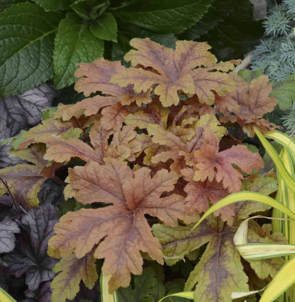 A close-up of a garden bed featuring a prominent plant with large, lobed leaves in shades of brown and orange. Surrounding plants, including white impatiens, have green, purple, and variegated foliage, adding contrasts of texture and color to the garden style arrangement.