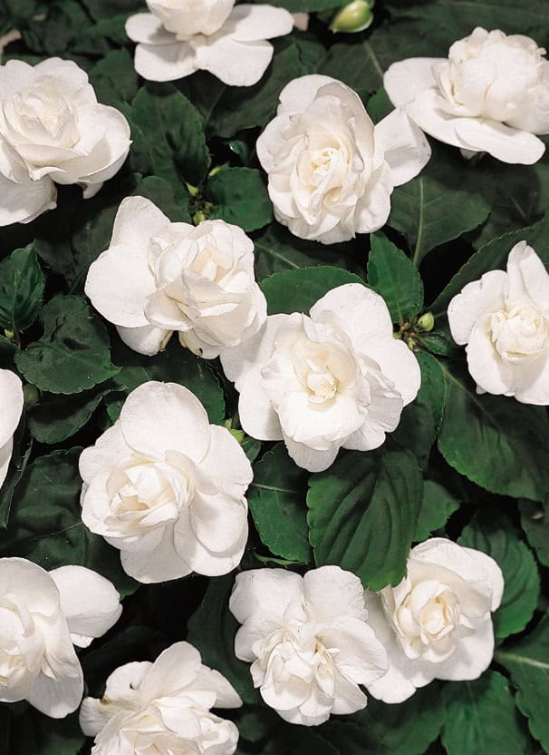 A cluster of pure white, double-flowered impatiens blooms set against a backdrop of lush, green leaves. Their garden-style elegance shines through delicate, layered petals, creating a full and vibrant appearance while some buds are yet to open.