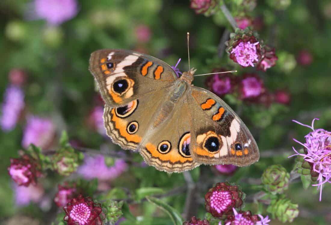 A common buckeye butterfly with intricate eye-like patterns on its wings, perched on vibrant Liatris spicata flowers against a green background.