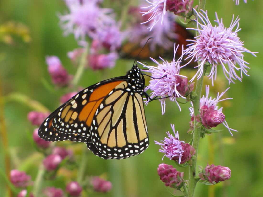 A Monarch butterfly with vibrant orange and black wings perched on Liatris Spicata flowers, with a soft-focus green background.