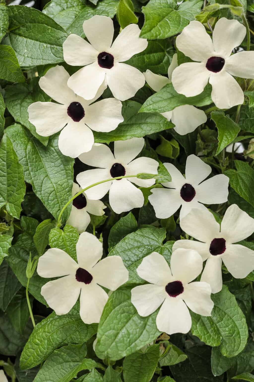 A cluster of white thunbergia with dark centers surrounded by lush green foliage. In a charming garden style, the blooms feature five petals each, creating a striking contrast against the deep, textured leaves. The flowers are evenly spread throughout the plant, adding to the overall beauty of the scene.
