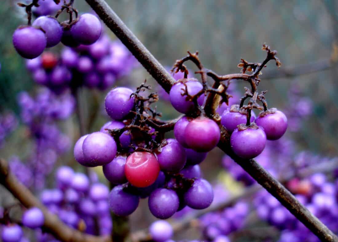 Close-up of vibrant purple Callicarpa americana berries on branches, with one distinctive red berry among them. The background is blurred, highlighting the beautyberry in detail. The branches and berries have a slight glistening effect, suggesting moisture from the Mississippi morning dew.