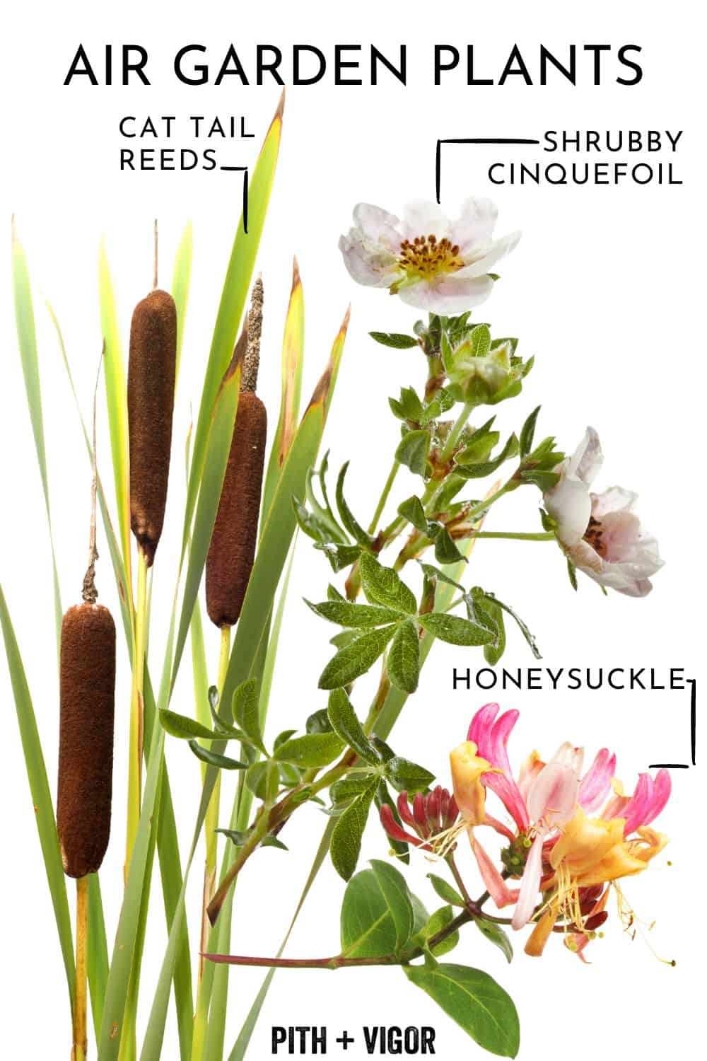An image showcasing three types of air garden plants labeled with their names, perfect for a serene yoga garden. From left: Cat Tail Reeds with tall, slender green stalks and brown cylindrical tops; Shrubby Cinquefoil with small white flowers; and Honeysuckle with pink and yellow tubular flowers.