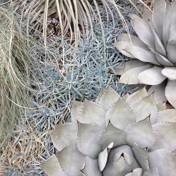 A top-down view of various succulents and cacti, including rosette-shaped agaves with gray-green spiky leaves and fine-textured needle-like plants, creating a dense and varied desert garden landscape in your backyard yoga studio.