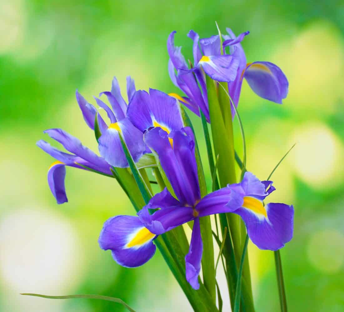 A vibrant bouquet of purple irises with yellow accents on the petals is set against a blurred, green, and bokeh-filled background. The flowers' petals are delicately arranged, showcasing their bright and lively colors—perfect for enhancing your backyard yoga sessions with nature's beauty.