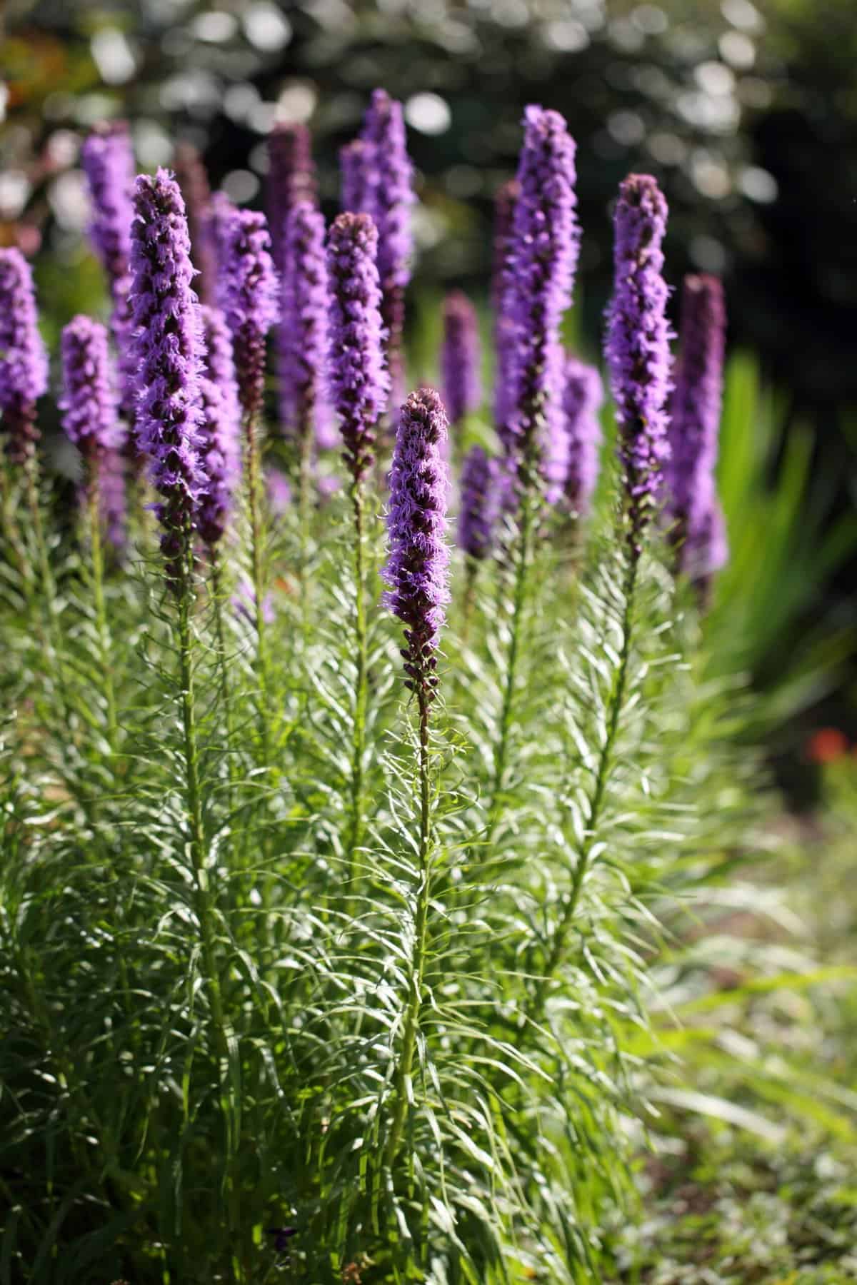 A cluster of tall, purple liatris flowers bloom in a garden, bathed in sunlight. The flowers have elongated, spiky blossoms atop green, leafy stems, creating a vibrant display. The background is slightly blurred, focusing attention on the vivid flowers in the foreground of a serene backyard yoga space.