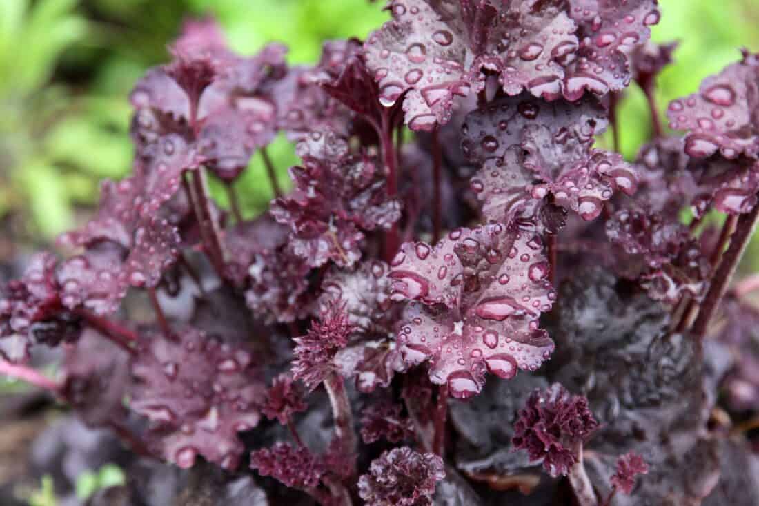 Close-up of dark purple Heuchera leaves covered in water droplets, perfect for a serene backyard yoga space. The ruffled texture adds to the dense and lush look, with a background of partially blurred greenery enhancing the tranquil vibe.