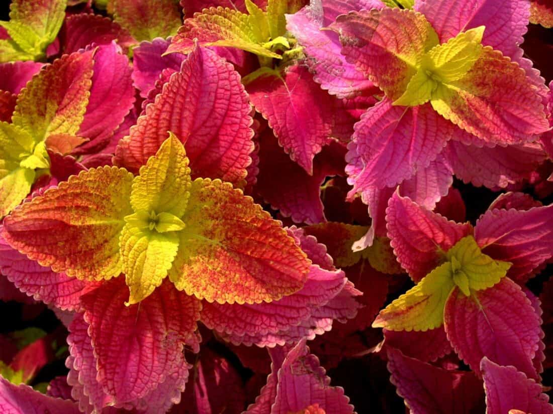 A vibrant cluster of coleus leaves with a mix of bright pink and yellow-green colors graces the yoga garden. The textured leaves display intricate veining, creating a striking contrast between the colors. Lush foliage fills the scene, showcasing the plant's vivid hues in this serene backyard yoga sanctuary.