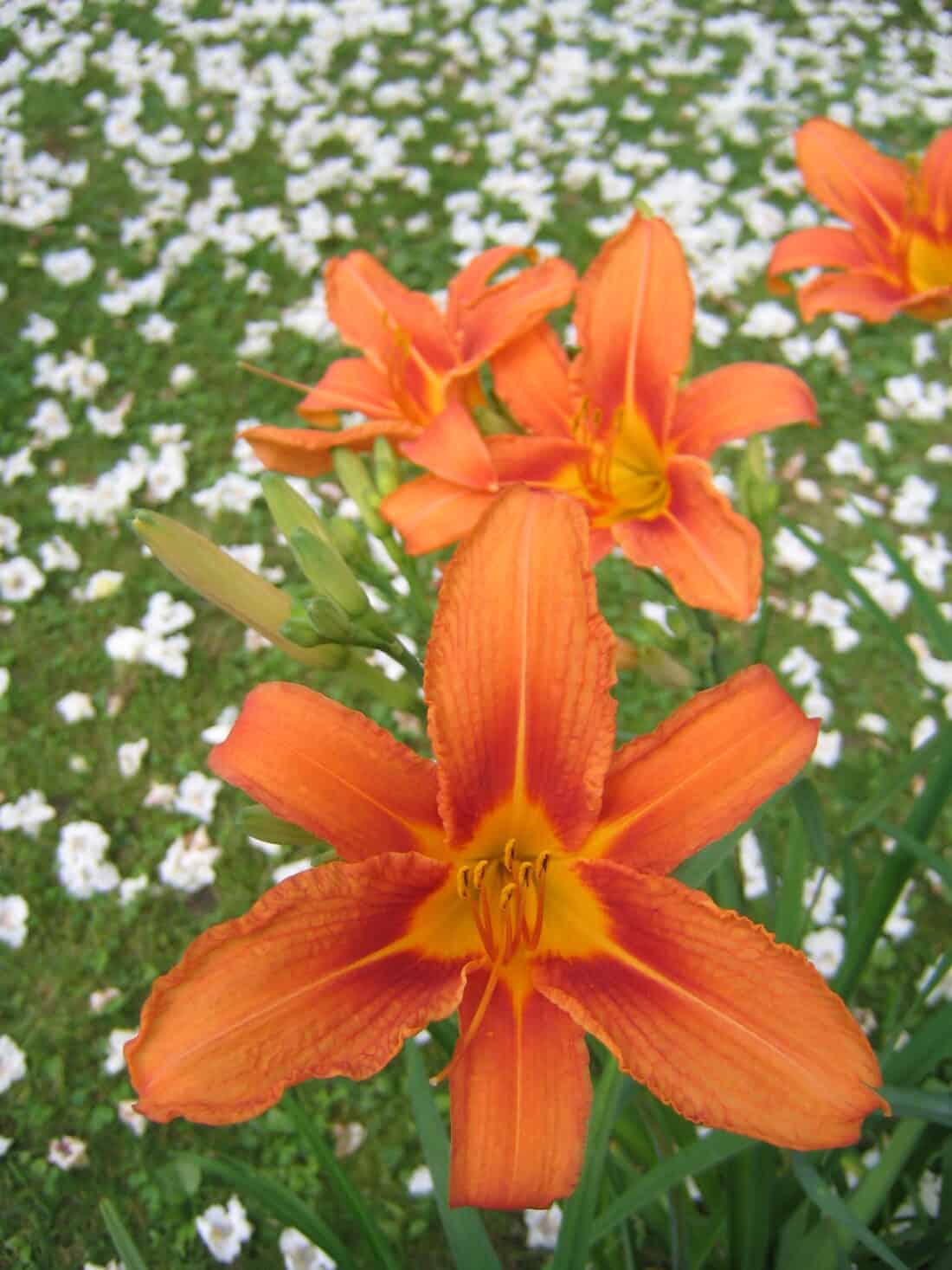 Close-up of vibrant orange lilies in full bloom. The flowers have large, velvety petals with a slightly darker orange center. The background features scattered white petals on green grass, creating a visually appealing contrast with the bright lilies, perfect for a peaceful yoga garden setting.