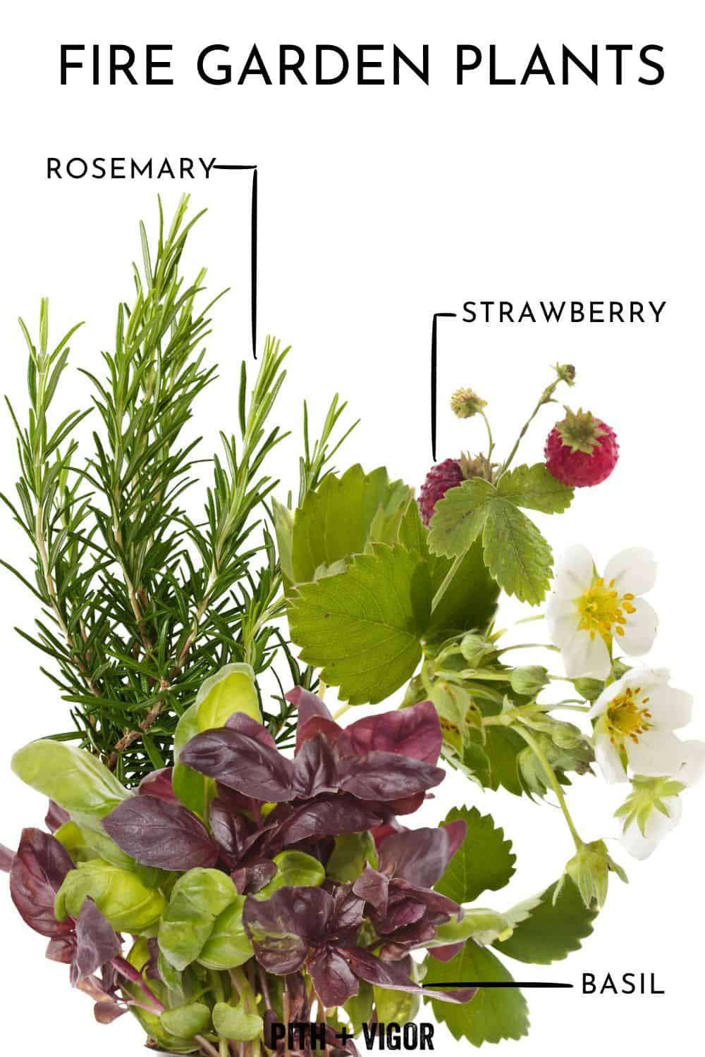 An image featuring labeled garden plants against a white background. The plants include rosemary with its needle-like leaves, strawberry with its red berries and white flowers, and basil with its green and purple leaves. The label "FIRE GARDEN PLANTS" is at the top, perfect for a serene backyard yoga space.