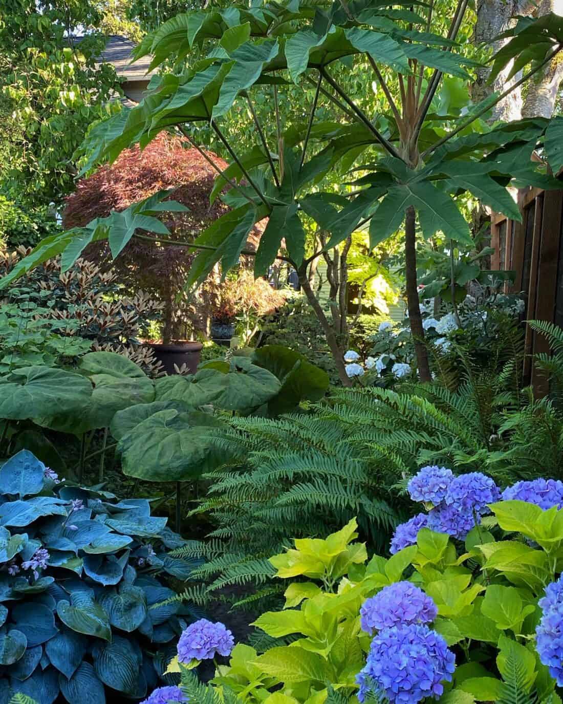 A lush garden features large-leafed plants, petasites japonicus, hostas, ferns, and vibrant blue and purple hydrangeas in the foreground. Sunlight filters through the dense green foliage, creating a serene and inviting atmosphere.