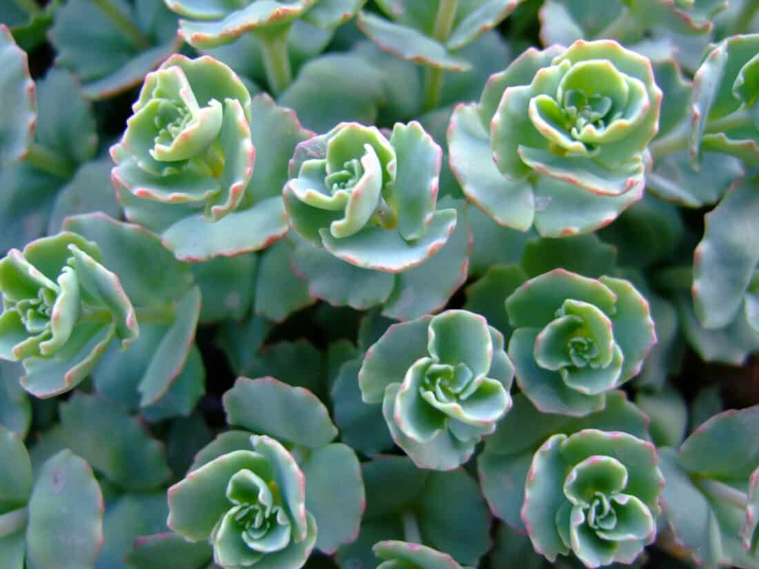 Close-up of a cluster of green succulent plants with their rosette-shaped leaves. The leaves have a slightly serrated edge with a hint of pinkish-red at the tips, creating a textured and vibrant pattern, perfect for setting a tranquil backyard yoga space. The background is filled with more of the same greenery.