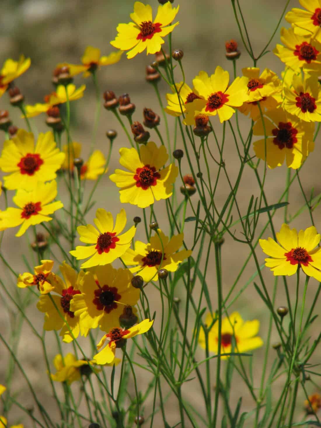 A cluster of bright yellow and orange Coreopsis flowers on thin green stems stands out brilliantly, their vibrant petals accentuating the tranquil setting perfect for garden yoga. The blurred background enhances the natural beauty of these wildflowers, making it an ideal spot for backyard yoga.