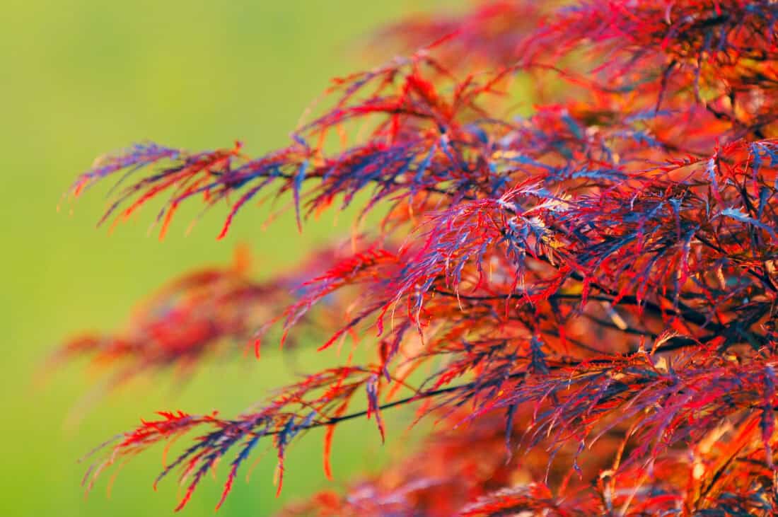 A close-up of vibrant red and orange Japanese maple leaves during autumn in a serene backyard yoga space. The blurred green background highlights the intricate details and rich colors of the foliage, capturing the delicate, lacy texture of the leaves as they gently reach outward.