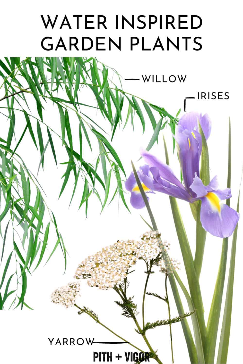 A collection of plant illustrations labeled as "Water Inspired Garden Plants," featuring a willow branch with narrow leaves, a purple iris flower, and a cluster of white yarrow flowers. Perfect for envisioning your yoga garden, the text "Pith + Vigor" is at the bottom of the image.