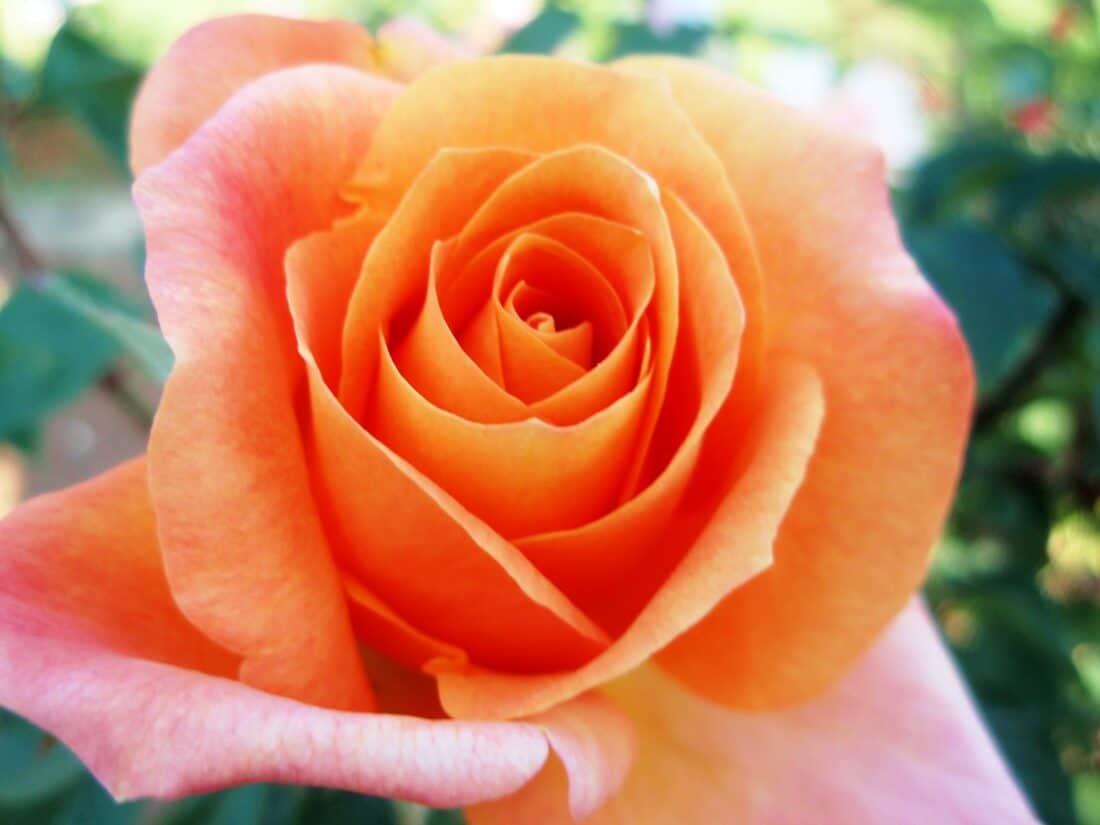 A close-up of a vibrant orange rose in full bloom, petals slightly curled at the edges creating a layered, delicate appearance. Set in a serene yoga garden, the blurred green foliage in the background makes this exquisite flower the central focus of this tranquil image.