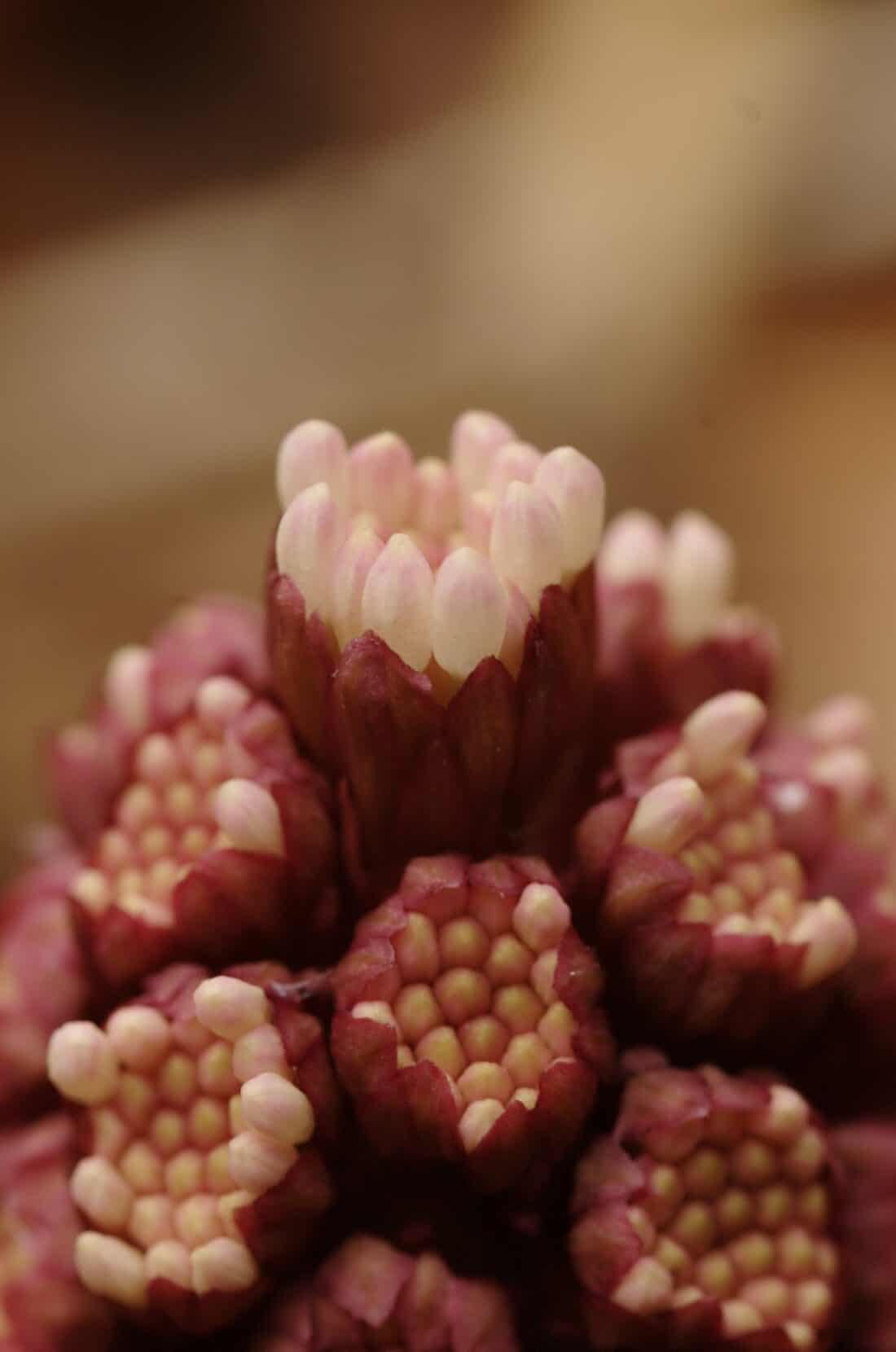 Close-up of a petasites japonicus flower head showing multiple clusters of deep red buds with tiny, pale pink tips. The texture and pattern of the buds are intricate, resembling small, tightly packed segments. The background is blurred, putting focus on the flower.