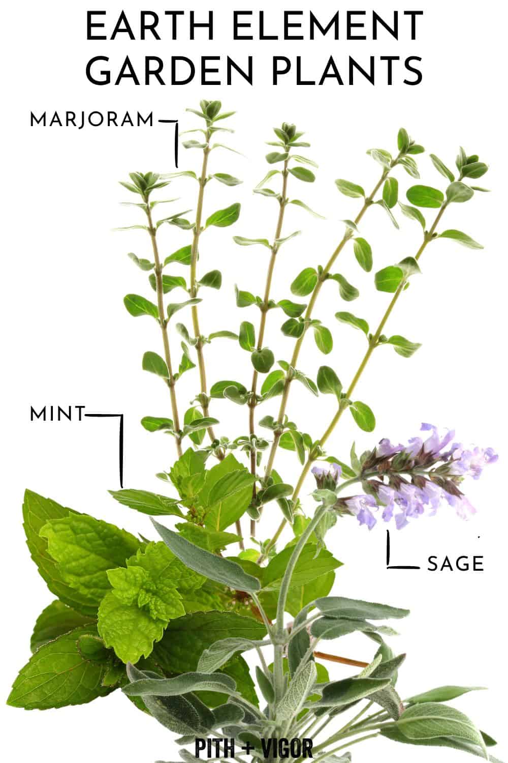 A botanical illustration labeled "Earth Element Garden Plants" displays three types of herbs ideal for a yoga garden: marjoram with small oval leaves, mint with broad green leaves, and sage with elongated leaves and a purple flower. The image is credited to Pith + Vigor.