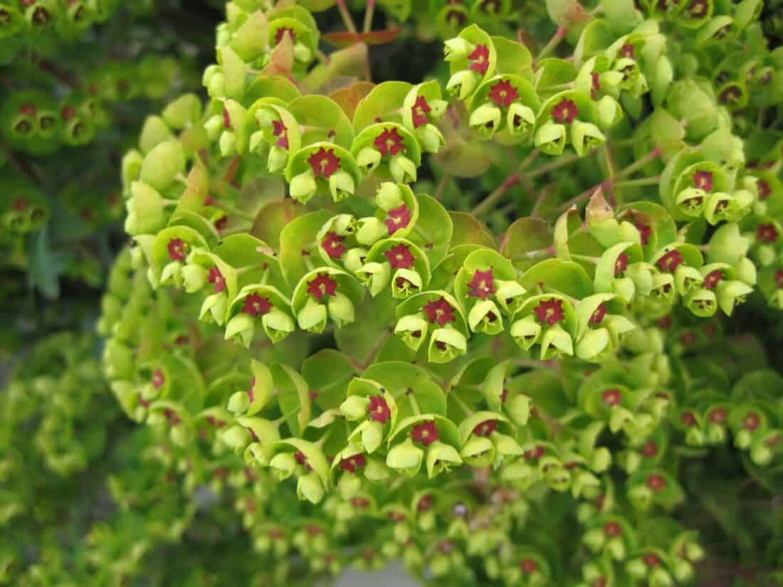 Close-up of a plant with clusters of small green flowers, each displaying a small red center. The image captures the intricate and lively arrangement of the blossoms against a lush green background, making it an ideal setting for backyard yoga amidst nature's vibrant beauty.