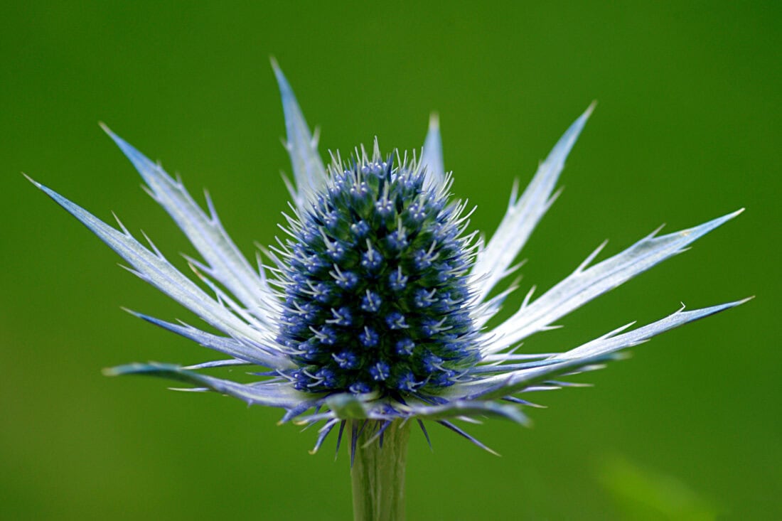Close-up of a blue and purple thistle flower against a blurred green background. The flower has spiky, radial petals extending outward with a central cone that appears textured and is covered with tiny florets—perfect scenery for some tranquil garden yoga.