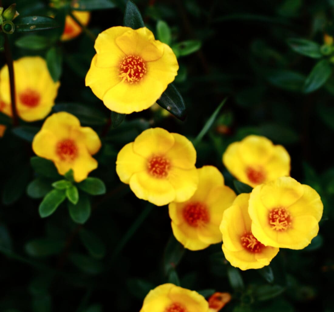 A cluster of vibrant yellow flowers with red centers surrounded by dark green leaves. The flowers are small and densely packed, creating a bright contrast against the foliage—a perfect backdrop for your garden yoga practice.