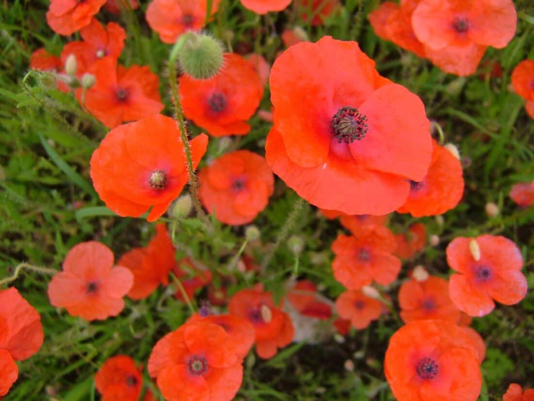 A close-up view of vibrant red poppies growing in a yoga garden, showcasing their delicate petals and dark centers. The green stems and unopened buds are visible among the flowers, creating a lively and colorful natural scene.