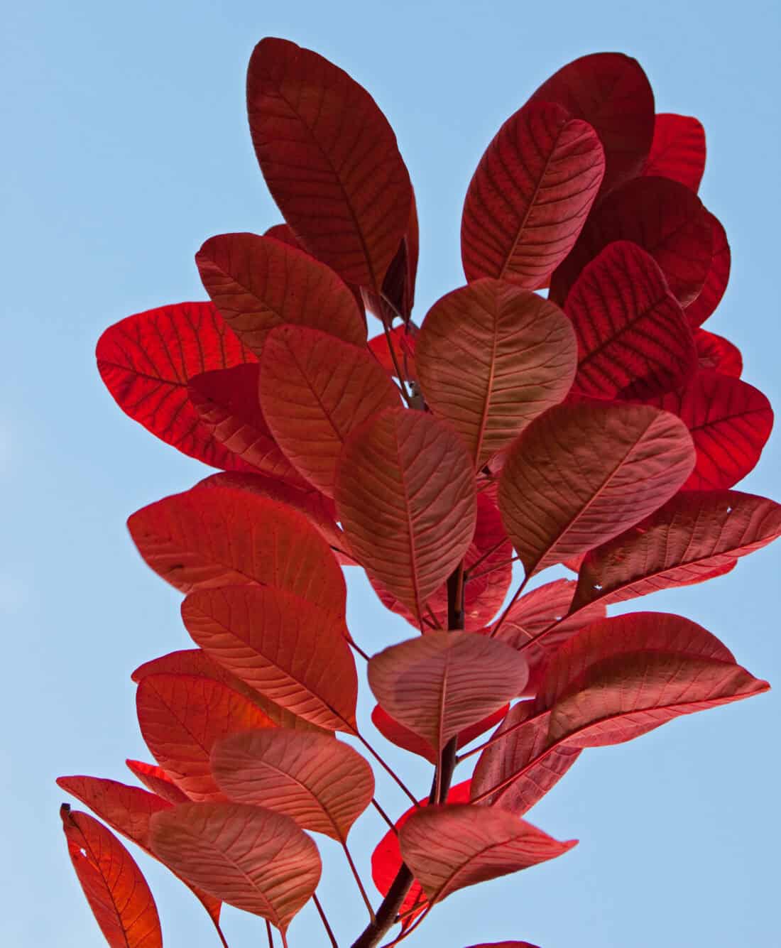 Vibrant red leaves on a branch stand out against a clear blue sky, creating a striking contrast between the warm and cool colors. The leaves are oval-shaped, and their rich hue hints at the autumn season, making it an ideal backdrop for a rejuvenating backyard yoga session.