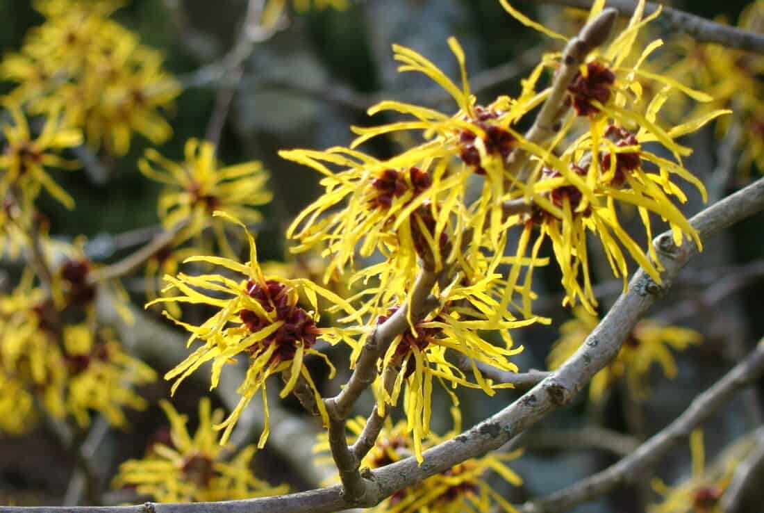 Close-up of witch hazel branches in bloom. The branches are adorned with clusters of vibrant yellow, spidery petals with red centers against a blurred, natural background. The intricate flowers have a starburst appearance, perfect for creating a serene yoga garden ambiance.
