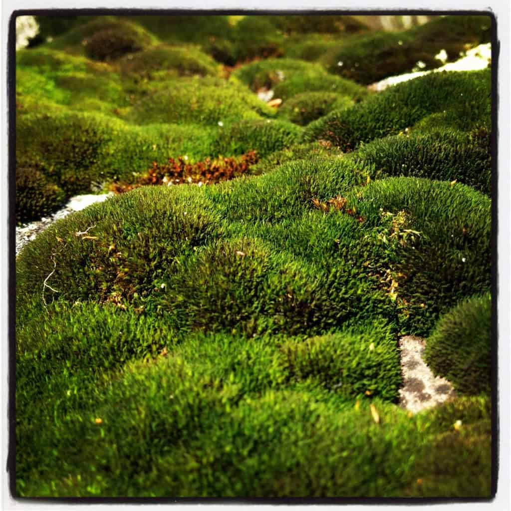 A close-up of lush, green moss covering a surface, forming a dense, textured landscape. The moss appears vibrant and healthy, with varying shades of green and small clusters creating a natural, undulating pattern—an ideal backdrop for a serene backyard yoga space.