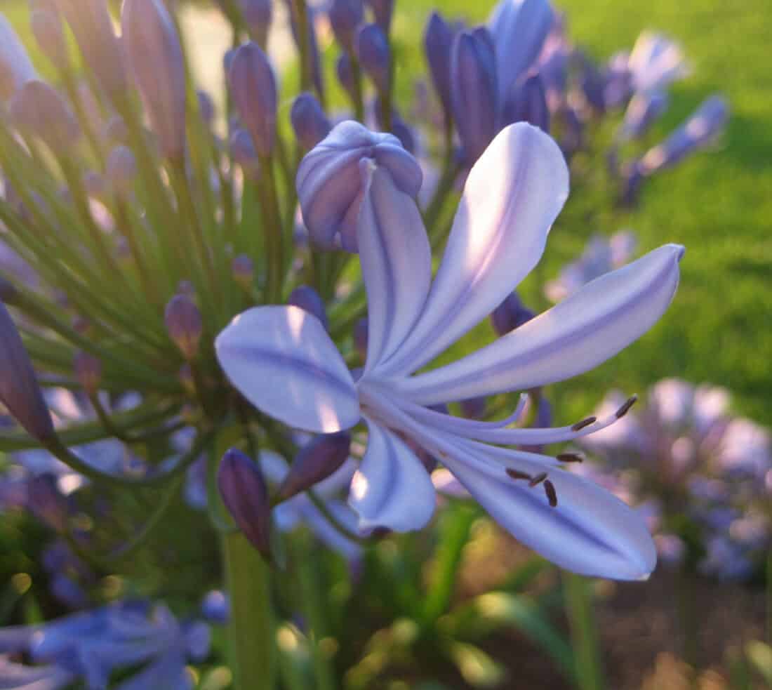 Close-up of a purple flower in bloom, bathed in soft sunlight. The background features blurred greenery and more flowers, creating a serene yoga garden setting. The delicate petals and intricate details of the flower are prominently displayed, evoking the tranquility of a backyard yoga space.