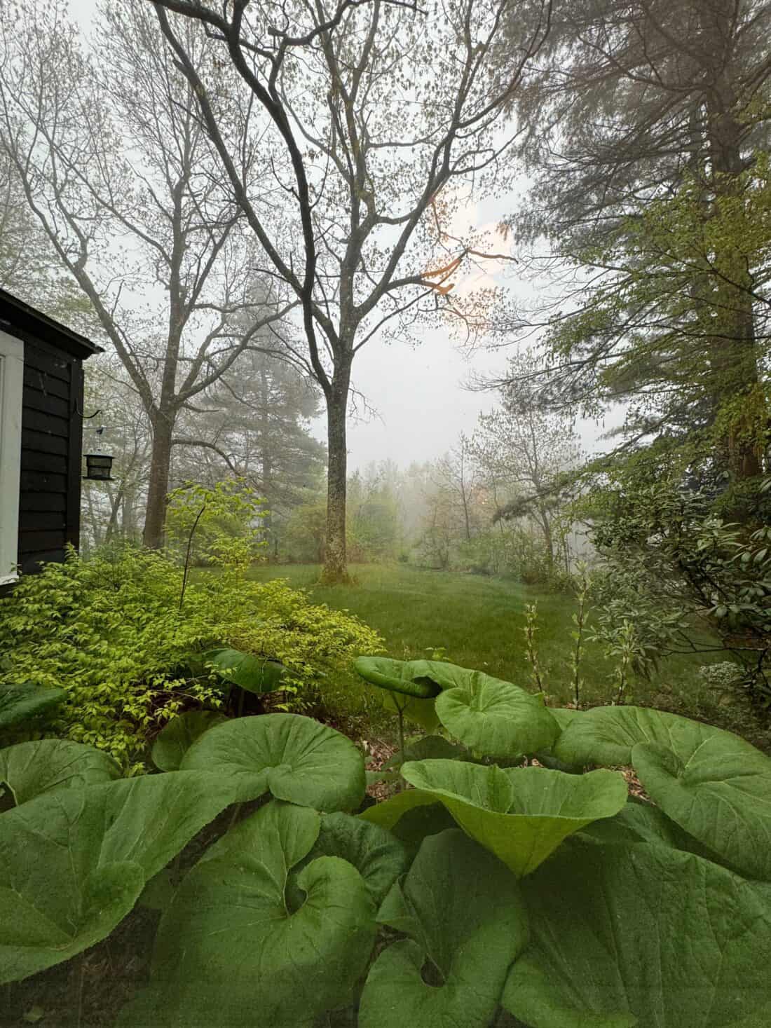 A serene outdoor scene featuring large, lush green leaves of petasites japonicus in the foreground. The background contains tall trees, partially shrouded in a light fog, with a grassy area in between. The corner of a dark-colored building is visible on the left.