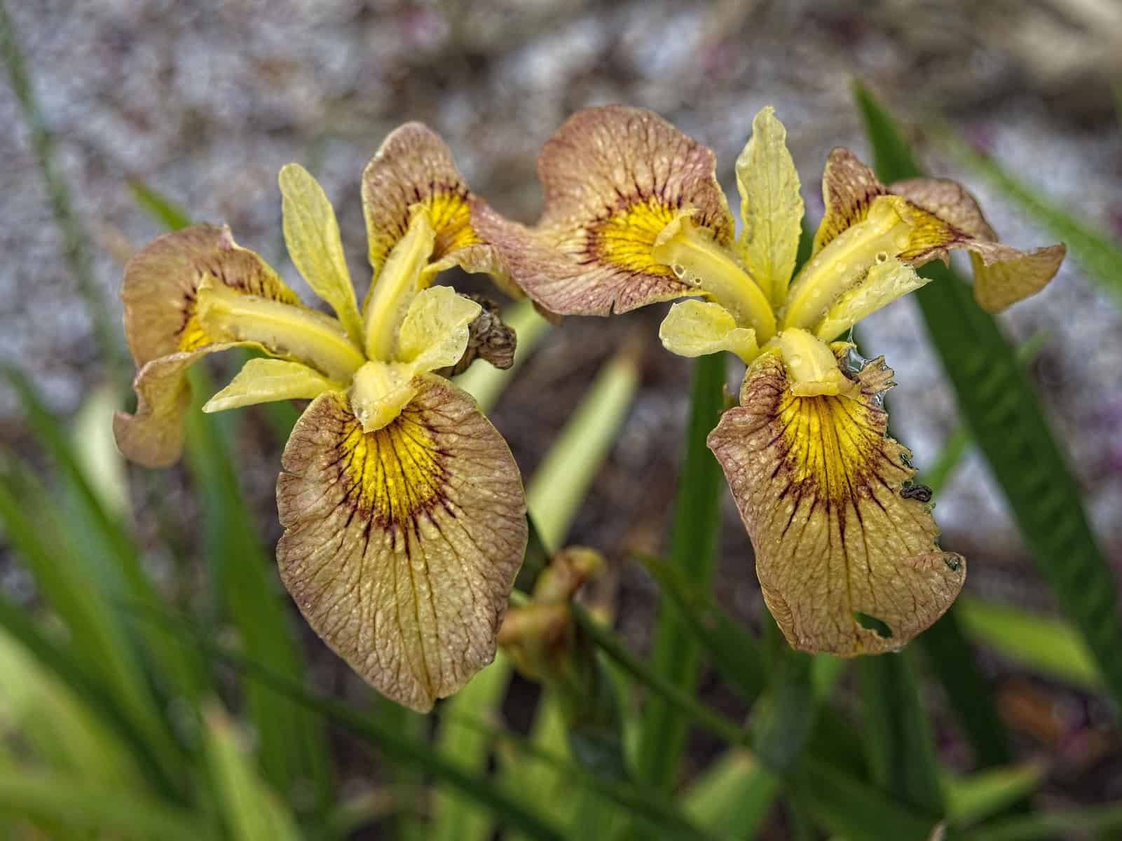 Close-up of two blooming yellow and brown irises with water droplets on the petals, nestled in a Chartreuse garden. The flowers have intricate patterns and are surrounded by green leaves and stems. The background is blurred, highlighting the details of the irises.