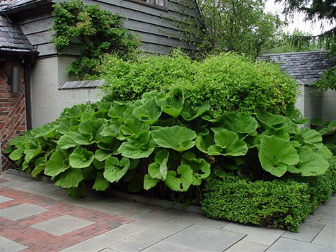 A lush garden corner with large, broad-leaved Japanese Petasites hybridus plants sits next to a brick and stucco house. The garden includes a hedge and various leafy green plants, blending well with the quaint, rustic architecture of the house. The ground is paved with grey and red tiles.