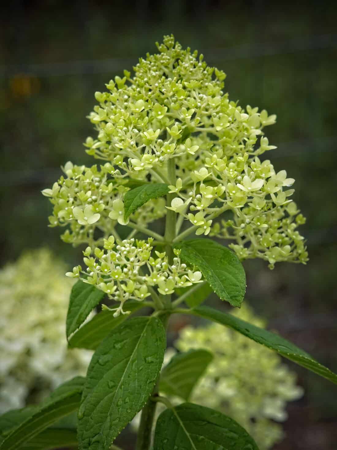Close-up of a blooming hydrangea paniculata with greenish-white flowers arranged in a cone-shaped cluster. The flower's branches are lined with vibrant green leaves, and the background, slightly blurred, hints at a serene Chartreuse Garden.