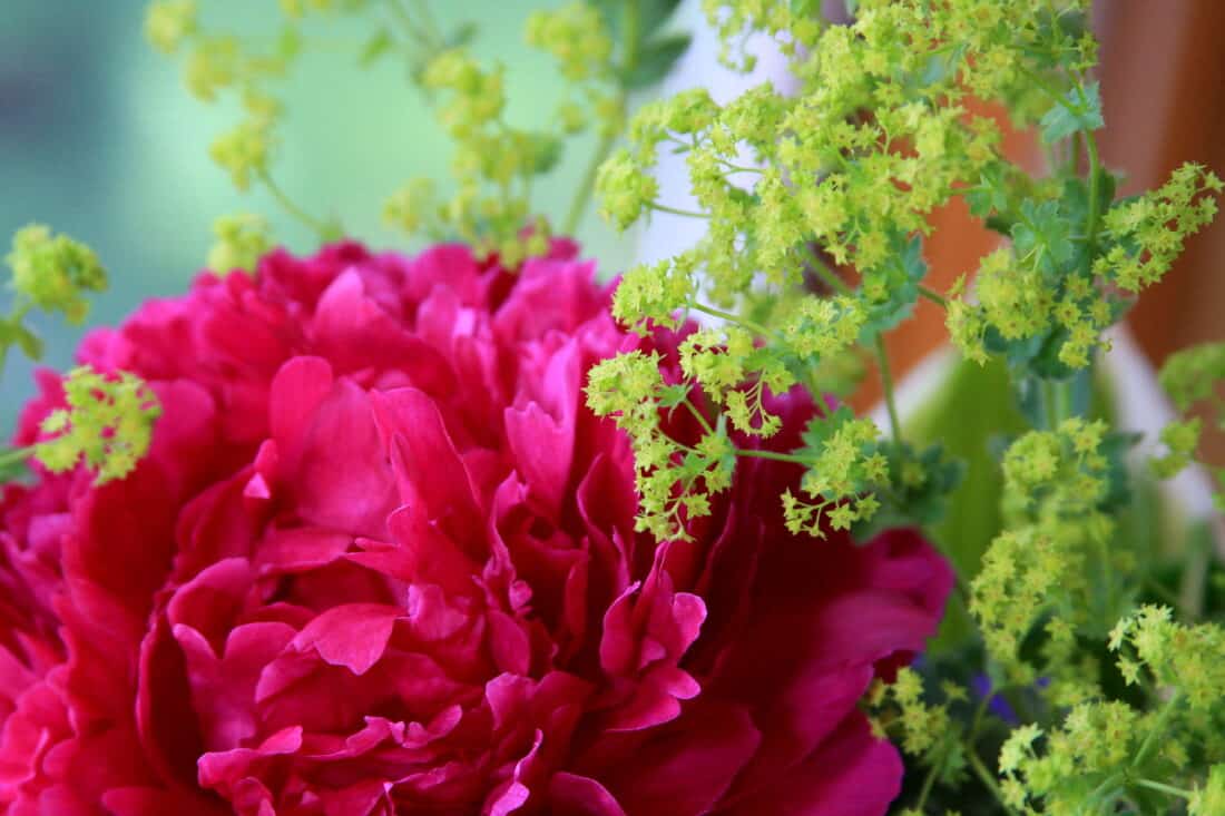 Close-up image of a vibrant pink peony bloom surrounded by delicate, chartreuse foliage. The large, ruffled petals of the peony contrast beautifully with the small, lacy leaves that frame it, creating a lush and colorful garden arrangement.