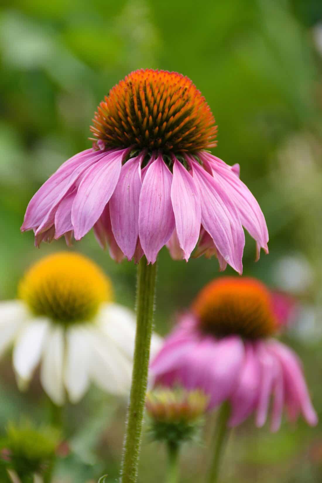 Close-up of a blooming purple coneflower with pink petals and an orange, spiky central cone standing tall in a green garden. In the background are more purple coneflowers, one of which has white petals and a yellow central cone, slightly blurred—a perfect study for planning a garden design.